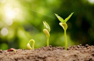 低碳環(huán)保生活  由一粒種子開啟 | 國貿(mào)“綠色行動，播撒種子”活動回顧